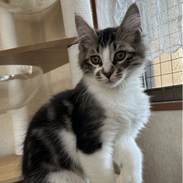 サイベリアン【千葉県・男の子・2025年8月20日・ブラウンタビー&ホワイト（フワフワ）】の写真「遊び大好き男の子」