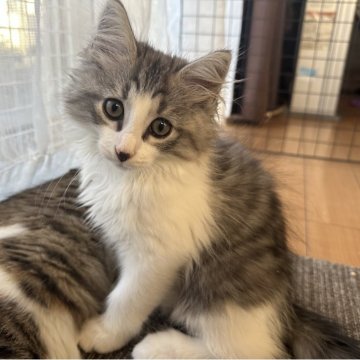 サイベリアン【千葉県・男の子・2025年8月20日・シルバータビー&ホワイト】の写真「元気な男の子」