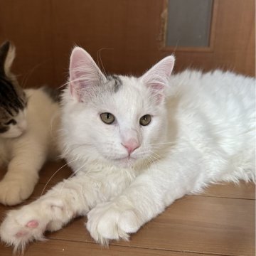 サイベリアン【千葉県・男の子・2025年7月3日・シルバータビー&ホワイトバン（ふわふわで触り心地最高😊）】の写真「大きくなる予感😊くっついて寝てくれます🥰」