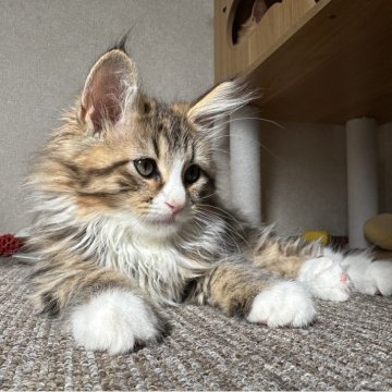 サイベリアン【千葉県・男の子・2025年8月17日・ブラウンタビー&ホワイト（ふわふわ）】の写真「遊び大好き男の子😍」