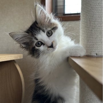 サイベリアン【千葉県・男の子・2025年8月20日・ブラウンタビー&ホワイト】の写真「元気いっぱい男の子」