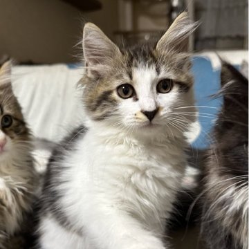 サイベリアン【千葉県・男の子・2025年8月20日・ブラウンタビー&ホワイト】の写真「元気いっぱい男の子」