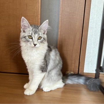 サイベリアン【千葉県・女の子・2025年7月3日・シルバータビー&ホワイト（フワフワ）】の写真「のんびり屋さんの女の子😊
フミフミ上手」