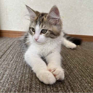 サイベリアン【千葉県・女の子・2025年7月3日・ブラウンマッカレルタビー&ホワイト（フワフワ）】の写真「元気いっぱい可愛い女の子😍」