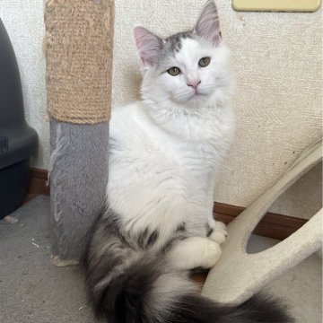 サイベリアン【千葉県・男の子・2025年7月3日・シルバーマッカレルタビー&ホワイト（ふわふわで触り心地最高🥰）】の写真「大きくなりそうな予感😊とても甘えん坊」