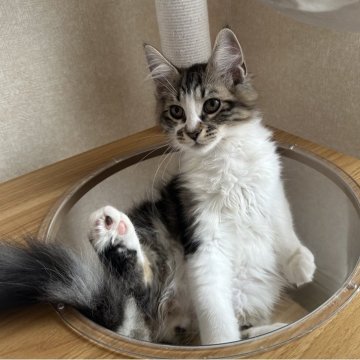 サイベリアン【千葉県・男の子・2025年8月20日・ブラウンタビー&ホワイト（フワフワ）】の写真「遊び大好き男の子」