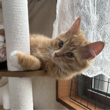 サイベリアン【千葉県・男の子・2025年8月17日・レッドタビー&ホワイト（ふわふわ）】の写真「元気いっぱい男の子☺️」