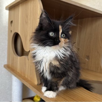 サイベリアン【千葉県・女の子・2025年8月17日・キャリコ（ふわふわ）】の写真「個性的なお顔🥰」