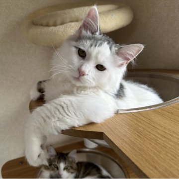 サイベリアン【千葉県・男の子・2025年7月3日・シルバーマッカレルタビー&ホワイト（ふわふわで触り心地最高🥰）】の写真「大きな体で甘えん坊😍」