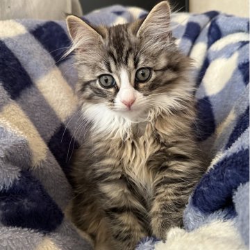 サイベリアン【千葉県・男の子・2025年8月17日・ブラウンタビー&ホワイト（ふわふわ）】の写真「人懐こい男の子😊」