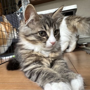 サイベリアン【千葉県・男の子・2025年8月17日・ブラウンタビー&ホワイト（フワフワ）】の写真「人懐こい男の子😊」