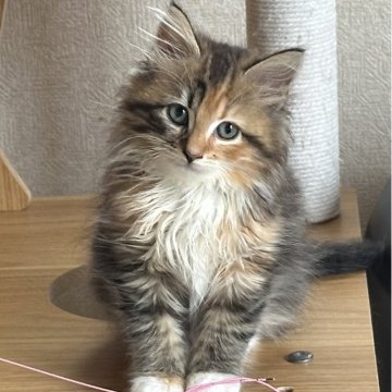 サイベリアン【千葉県・女の子・2025年8月17日・キャリコ（ふわふわ）】の写真「おとなしい女の子😊」