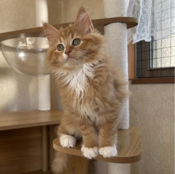 サイベリアン【千葉県・男の子・2025年8月17日・レッドタビー&ホワイト】の写真「元気いっぱい男の子☺️」