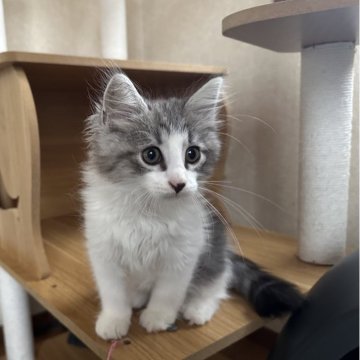 サイベリアン【千葉県・男の子・2025年8月20日・シルバータビー&ホワイト】の写真「元気な男の子」