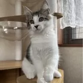 サイベリアン【千葉県・男の子・2025年8月20日・ブラウンタビー&ホワイト】の写真1