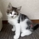 サイベリアン