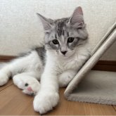 サイベリアン