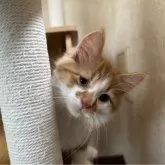 サイベリアン