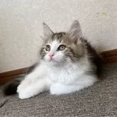 サイベリアン