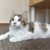 サイベリアン