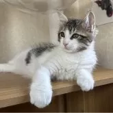 サイベリアン
