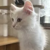 サイベリアン