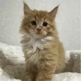 サイベリアン【千葉県・男の子・2025年8月17日・レッドタビー&ホワイト】の写真12