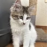 サイベリアン【千葉県・男の子・2025年8月20日・ブラウンタビー&ホワイト】の写真3