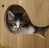 サイベリアン【千葉県・男の子・2025年8月20日・ブラウンタビー&ホワイト】の写真8