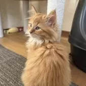 サイベリアン【千葉県・男の子・2025年8月17日・レッドタビー&ホワイト】の写真10