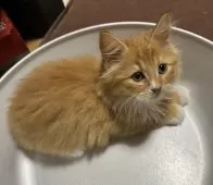 サイベリアン【千葉県・男の子・2025年8月17日・レッドタビー&ホワイト】の写真11