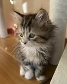 サイベリアン【千葉県・女の子・2024年10月20日・ブラウンタビー&ホワイト】の写真8