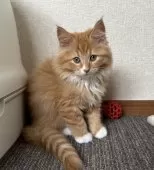 サイベリアン【千葉県・男の子・2025年8月17日・レッドタビー&ホワイト】の写真9