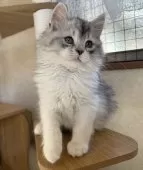 サイベリアン【千葉県・男の子・2025年11月9日・シルバータビー&ホワイト】の写真11