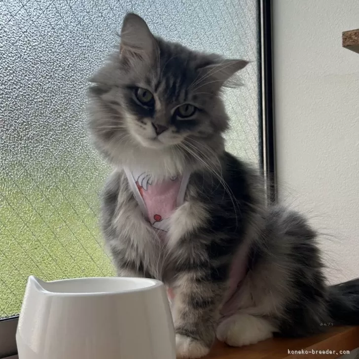 ID：2408-01406の子猫