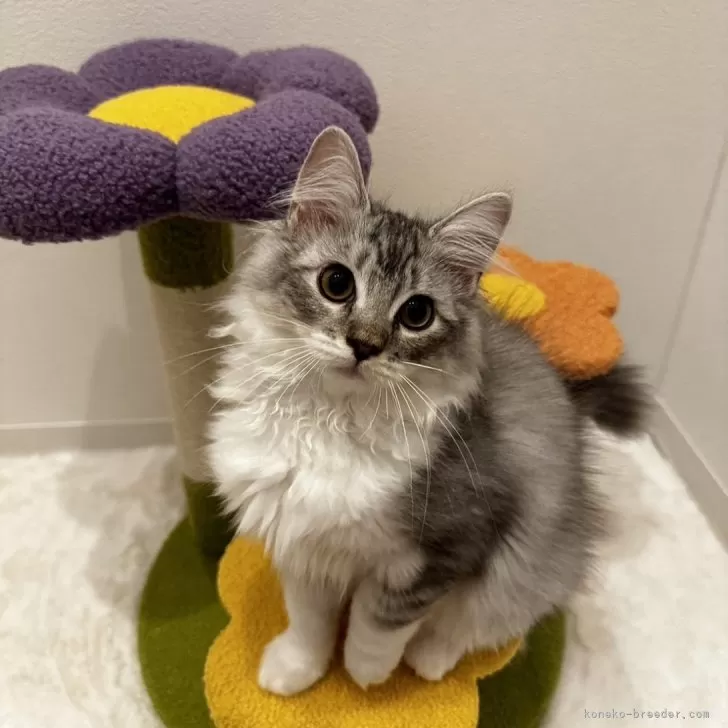 サイベリアン【神奈川県・女の子・2024年4月22日・ブルータビー&amp;ホワイト】の写真1「くりくりなおめめが超キュート！兄弟1の好奇心旺盛やんちゃガールです！」