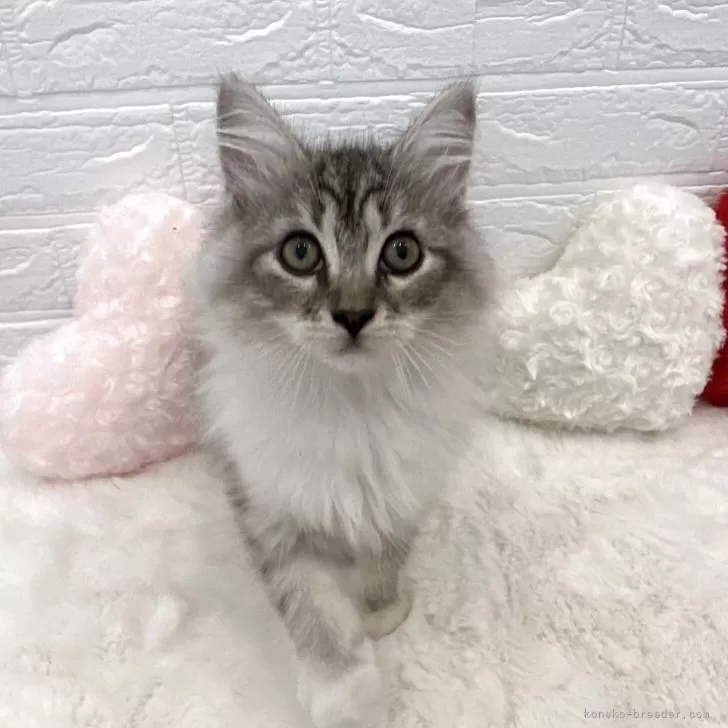 ID：2508-00995の子猫