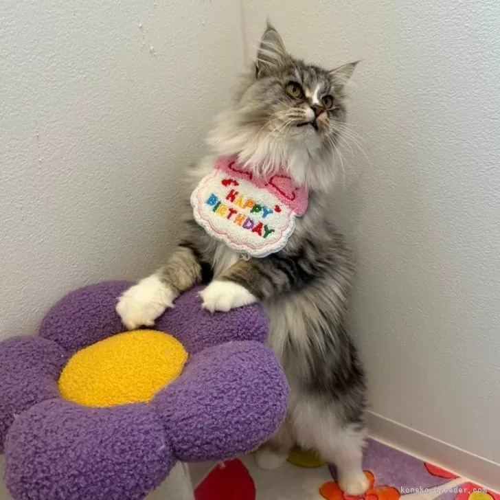 ID：2501-01549の子猫