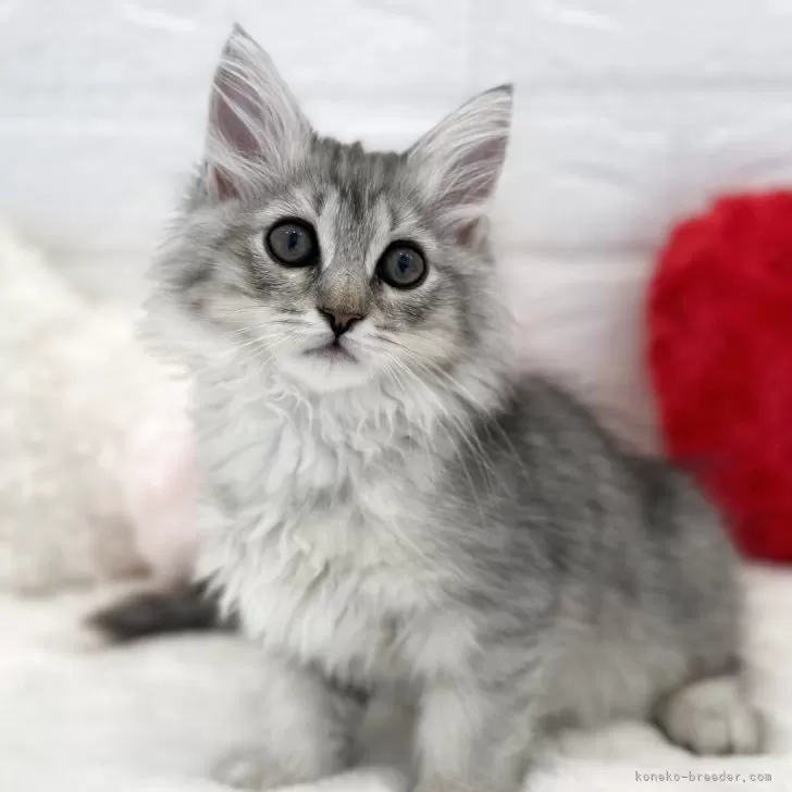 ID:2504-01612の子猫
