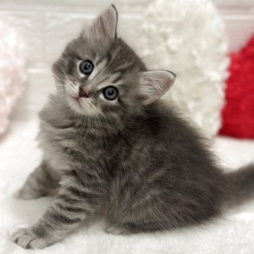 サイベリアン【神奈川県・男の子・2025年10月16日・ブルー】の写真「元気いっぱい強い子💪」