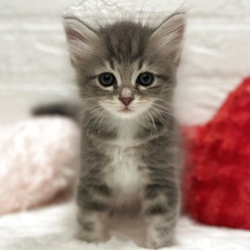 サイベリアン【神奈川県・男の子・2025年10月16日・ブルー】の写真「食いしん坊マイペース🍀」