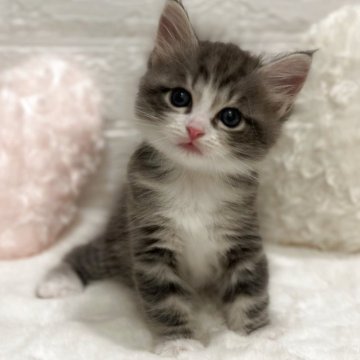 サイベリアン【神奈川県・男の子・2025年10月16日・ブルー&ホワイト】の写真「キュートなお顔のやんちゃっ子✨」