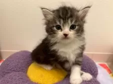 サイベリアン【神奈川県・男の子・2025年3月15日・ブラウンタビー&ホワイト】の写真6「ベビーの時です。ポーズをキメてくれました📸」