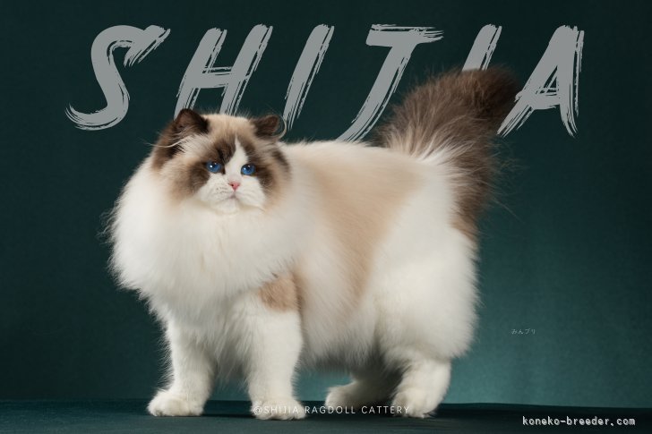 ラグドール【・女の子・2023年11月17日・シールポイントバイカラー】