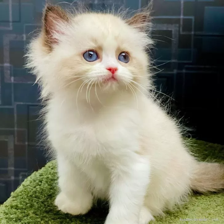 ID：2410-02742の子猫