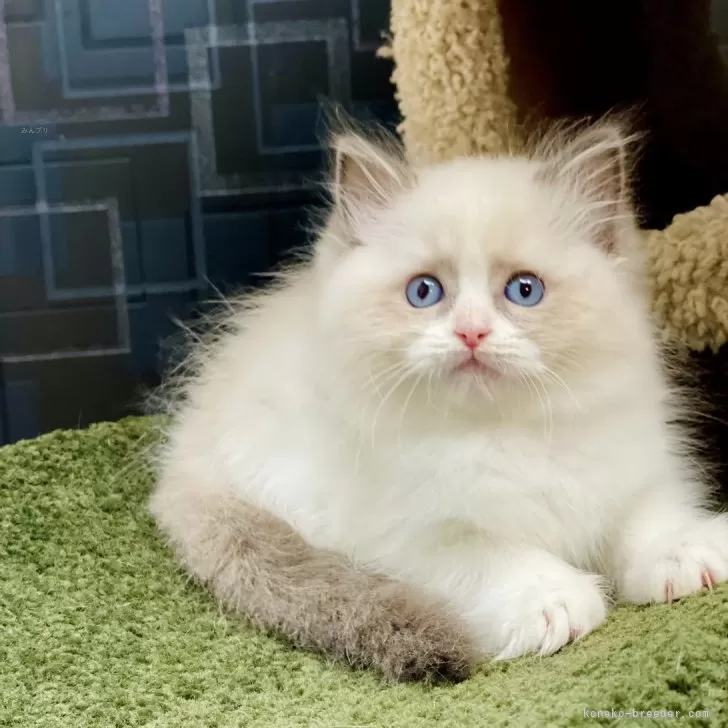 ID:2410-02923の子猫