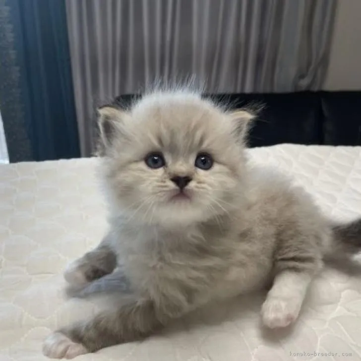 ID:2208-02921の子猫