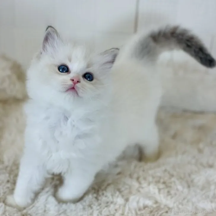 ID:2311-02770の子猫