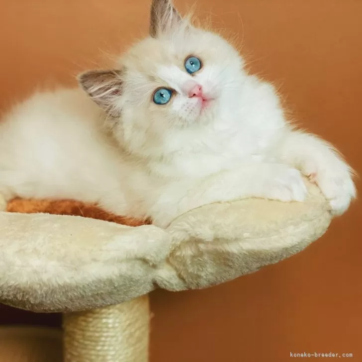 ID：2402-01994の子猫