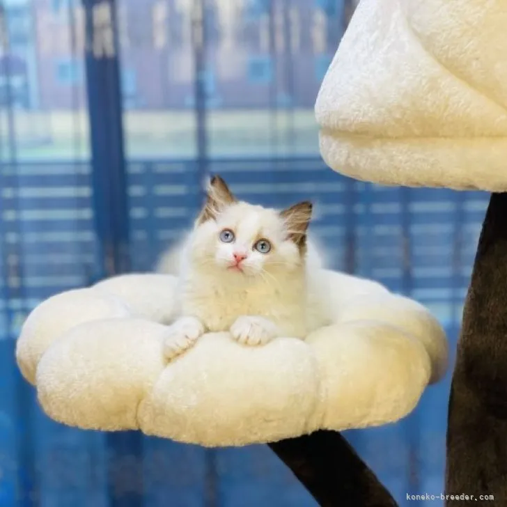 ID：2303-00516の子猫